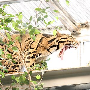 Clouded leopard (Neofelis nebulosa)
