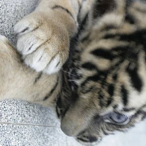 sylvester the baby tiger