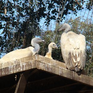 Cape Griffon Vulture pair with chick
