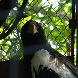 Steller's Sea Eagle