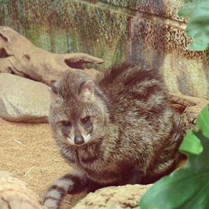 Lesser Asian Civet