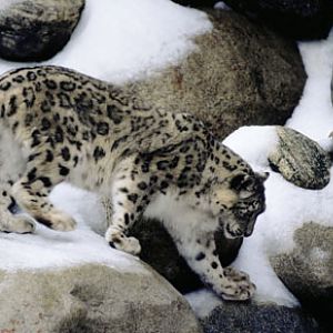 snow day - March 14, 2009