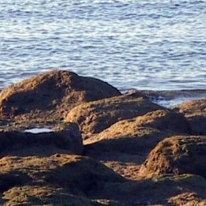 Greater Ringed Plover (Charadrius hiaticula) and Sanderling (Calidrs alba)