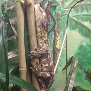 New Caldonian Giant Gecko