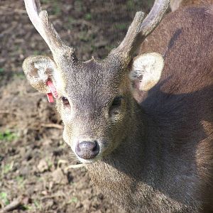 Kuhls hog deer