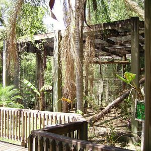 Clouded Leopard Enclosure