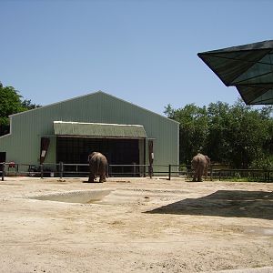 Asian Elephant Yard