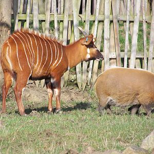 Eastern Bongo and Red river hog