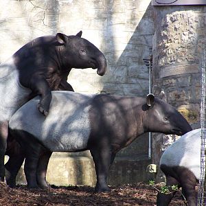 Malayan Tapir