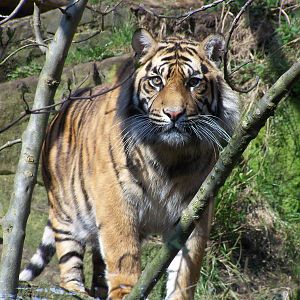 Sumatran tiger