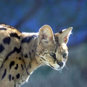 serval at EFBC Feline Center