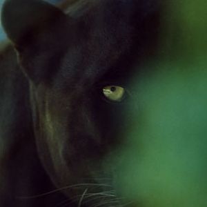Black Leopard at EFBC Feline Center