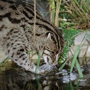 fishing cat at BCR