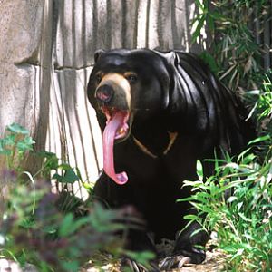 sun bear, Reid Park Zoo