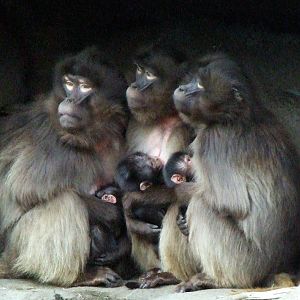 Gelada Baboons - The three new babies