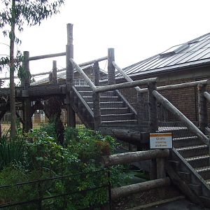 Giraffe viewing platform, Cotton Terraces, Into Africa section