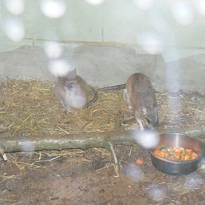 Giant Jumping Rats in Heart of Africa exhibit at Marwell, 20 March 2009