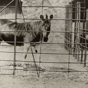 The last Quagga in London Zoo, 1864