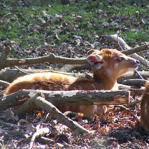 Speke's Sitatunga calf at Marwell, 20 March 2009