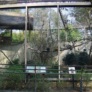 Sclater's Blue-eyed Lemur exhibit