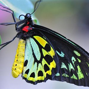 Cairns Birdwing Butterfly