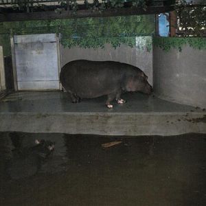 Common Hippo exhibit 1 Jan 2009