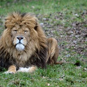 Lion Portrait 1 Jan 2009