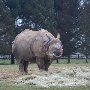 Greater one horned rhino 1 Jan 09