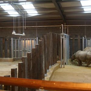 Greater one horned rhino 1 Jan 09