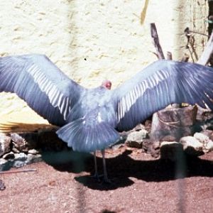 African Marabou Stork (Leptoptilos crumeniferus)