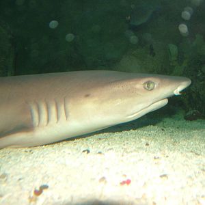 White-tipped Reef Shark at Blackpool SeaLife Centre 09