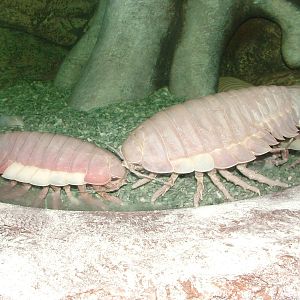 Giant Isopods at Blackpool SeaLife Centre 09