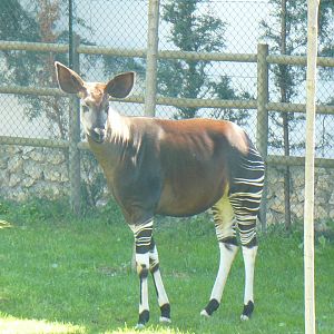 Okapi Female- Mar 2009