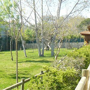 Okapi Enclosure - Mar 2009