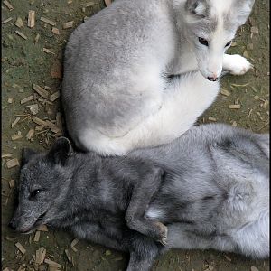 Polar foxes