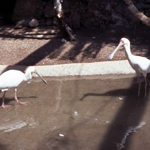 African Spoonbills (Platalea alba)