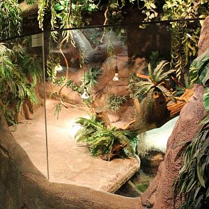 Part of Caiman-enclosure