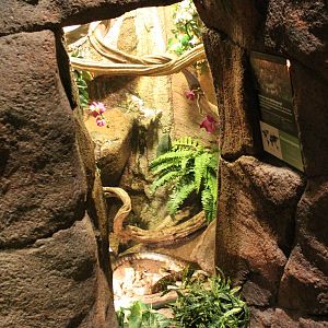 Enclosure Florida king snake