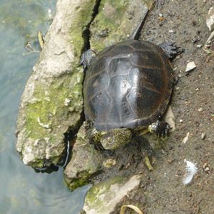 European pond turtle