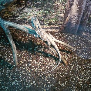 Frilled lizard (Chlamydosaurus kingii)