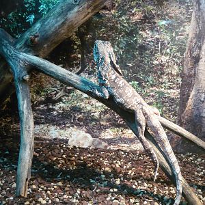 Frilled lizard (Chlamydosaurus kingii)