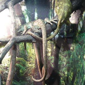 Solomon Islands skinks (Corucia zebrata)