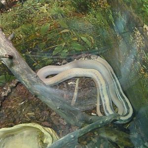 Radiated ratsnake (Coelognathus radiatus)