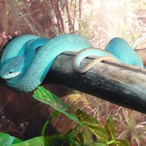 White-lipped island pit viper (Trimeresurus albolabris insularis)