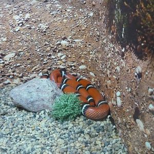 Sinaloan milk snake (Lampropeltis triangulum sinaloe)