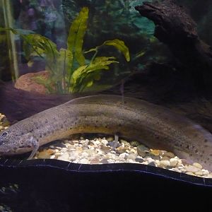 Spotted African lungfish (Protopterus dolloi)