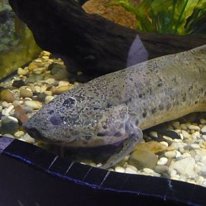 Spotted African lungfish (Protopterus dolloi)