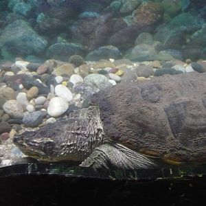 Common snapping turtle
