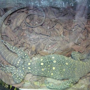 Crocodile monitor (Varanus salvadorii)