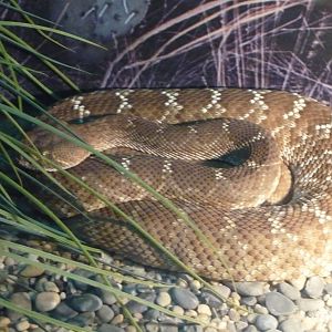 Red diamond rattlesnake (Crotalus ruber)